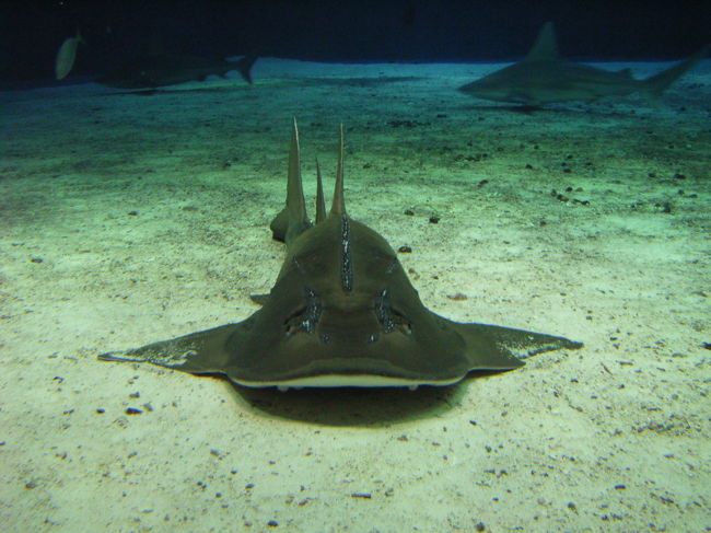美ら海水族館　こっち向いてます