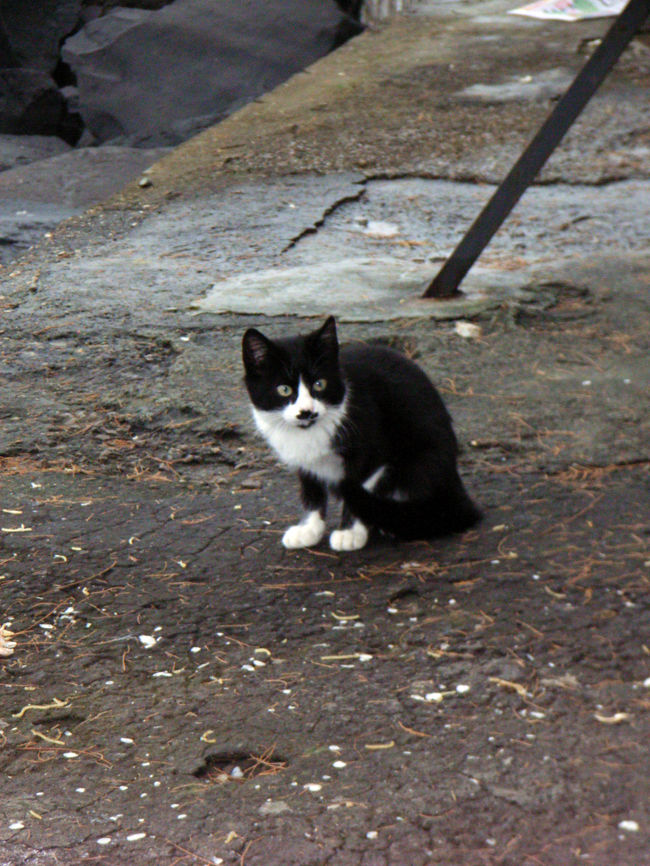 ソレントのマリーナ・ピッコラにいた小さい美人さん