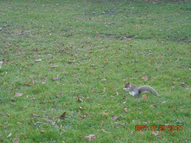 いきなり伝説のりすさんたちに遭遇。