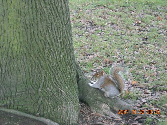 えさを所持していなかったためか相手にされず。別に良いけど。