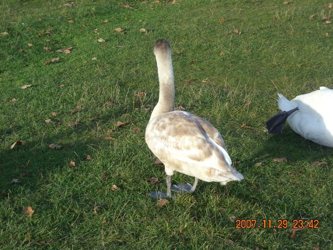 人ずれしてるのか無警戒な白鳥の子供。<br /><br />まだ若いうちに人間の怖さを教えてやろうかと思ったが,人目があったので止めておいた。