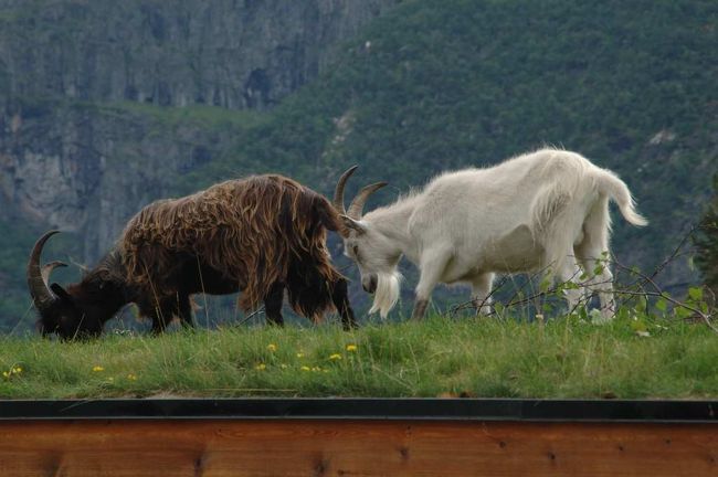 船の到着から、各工程がほとんど時間ぴったりにすすむ。工程間の余裕は５分ほどしかなく、少しでもよそみをしていたら置いていかれそう。ＪＴＢのツアーよりも厳しい。ただし、お客の面倒をみるわけでなく、誰かを置いていってもわからない。実際、ツアーを終えて次のバスを待つ５分間にトイレにいっていたら、置いていかれそうになった。<br /><br />ネイチャーセンターの向かいのレストランで軽い昼食をとる。その屋根の上には草がはえていて、なんと羊が2頭草を食んでいる。とてもユニークな光景。なぜか、ノルウェーには草が屋根にはえている家がところどころに見られる。わざとそうしているのか、自然にそうなっているのかはまだ調べがついていない。<br /><br />【屋根の上の山羊】
