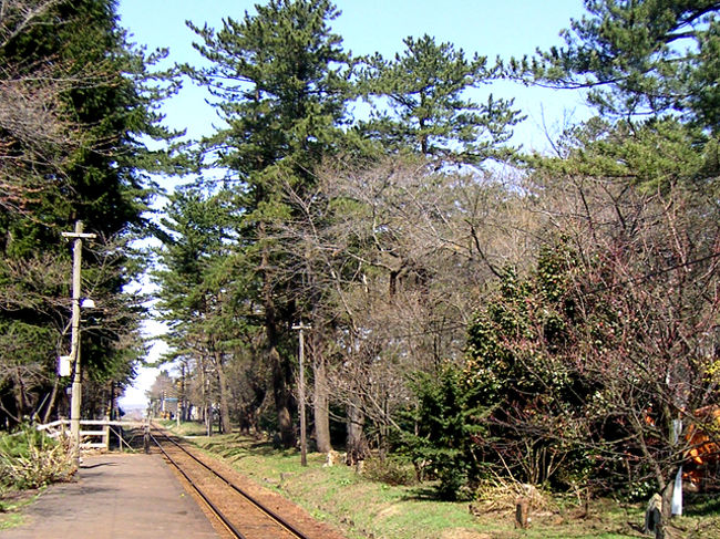 ４月２７日<br />芦野公園<br />五所川原を過ぎ太宰治のふるさとの金木町へ。ここの芦野公園は桜の名所１５０選に選ばれいて、桜がいっぱい植えられていた。でもここもまだ蕾のまま・・。満開ならホント見事なんだろうなあ。<br />また「これが駅？」と言うような小さな芦野公園駅があって桜の木のトンネルの中を２両編成の津軽鉄道が通った。冬はストーブ列車になり雪の津軽平野を走るそうだ。<br /> <br />