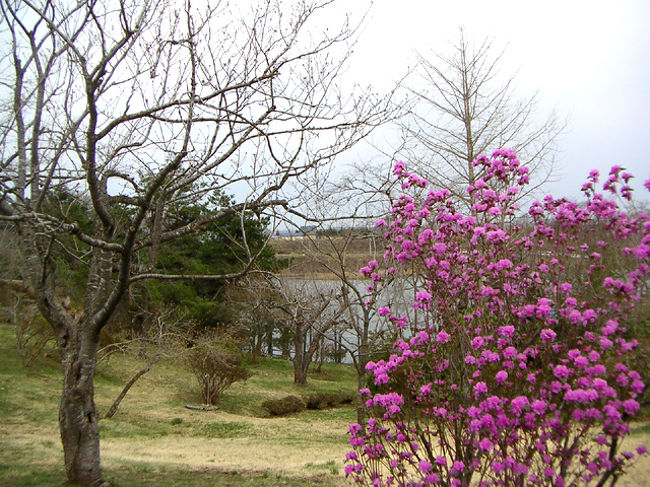 早掛沼公園<br />下北半島の脇野沢港に到着。<br />むつ市の近くのある早掛沼公園に行く。ここでも本州最北端の桜が見られるはずだったけど、もちろんもう期待していない。<br />