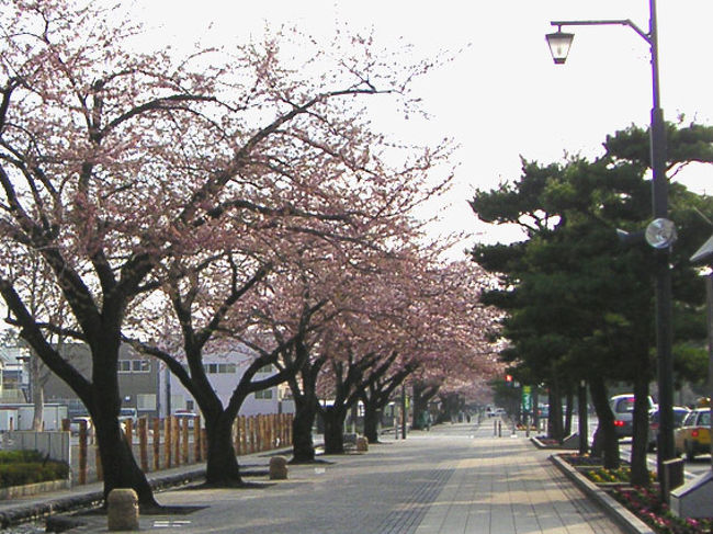 十和田市<br />このままではあんまりなのでバスで十和田市の官庁街通りに寄ってもらう。<br />まだ５分咲きといったところだったけど、やっと桜らしい桜に出会えた♪<br />綺麗に整備された広い歩道には水路もあり趣がある。日本の道１００選に選らばれているそうだ。これでやっと納得して帰る気になった。