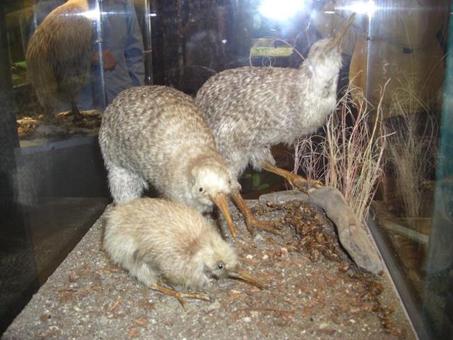 タウランガ寄航<br />私たちはセレブリティ主催のOPツアー<br />「ロトルアワンダーランドツアー」に参加。<br />キウイ保護管理センター<br />マオリ文化村<br />ロトルア温泉地<br />と盛りだくさんでした。