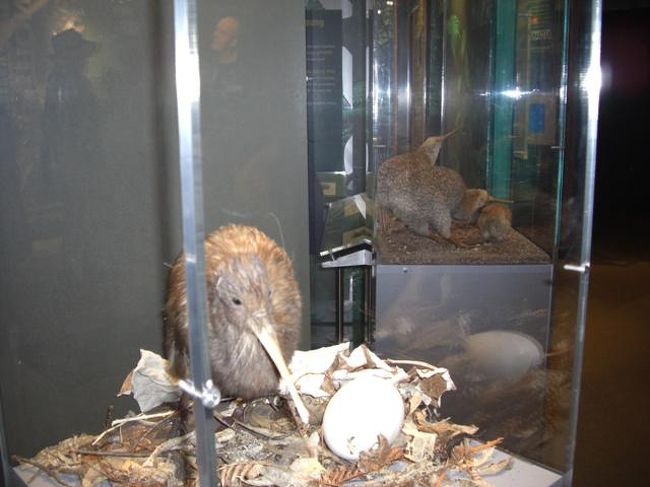 キウイのせわしなく動く姿は撮影禁止のため、剥製のみの写真掲載です。<br />キウイは完全夜行性で、デリケートなためフラッシュもだめ。私もキウイは初めて目にしたけど、かわいい。<br />タイミングよく、孵化したばかりのキウイを目にすることができ、ラッキーでした。キウイのメスは体の25％(つまり4分の1)の卵を産むらしい。すごい・・・。<br />是非、ニュージーランドに行ったときはキウイを見に行ってください。