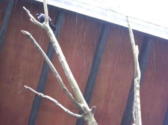 その他の野鳥も保護されている。<br />これはトゥイ。<br />声がきれい。