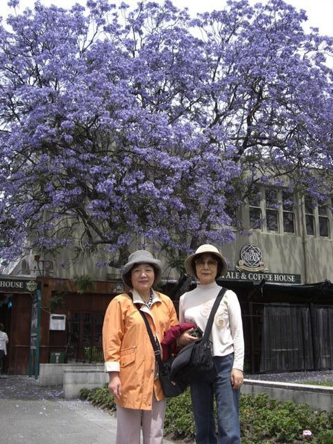 ネイピアの町にて<br />花満開