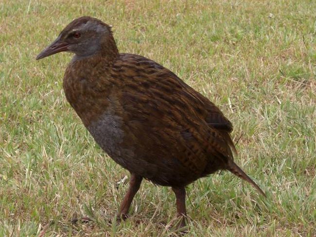 結構近くまで寄ってくる。