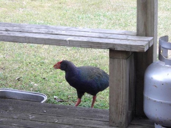 なんと、幻の鳥「タカへ」発見。<br />赤い嘴と足、深い海のような色の羽。<br />すばらしい。