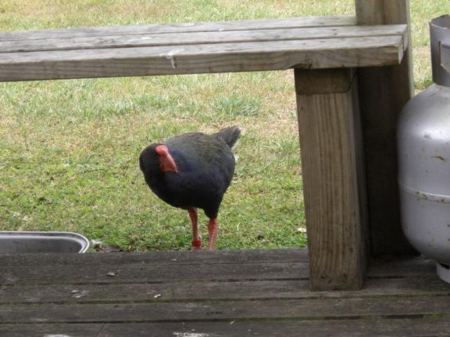 水飲みに来ている様子。