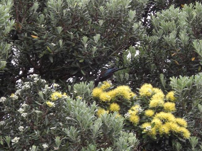 野鳥はすばしっこくて、撮影困難。<br />他にもトゥイとかベルバードなども見ることができた。<br />ベルバードは声がとにかくすばらしい。<br />天国からの声みたいに山から響いて聞こえてくる。<br />以前、テレビ番組で山本太郎が「早朝はオーケストラのような声で目覚めた」と表現していた。