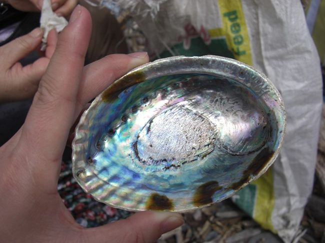 帰りのボートを待つときに見つけた美しい貝。<br />ニュージーランドにはこれをアクセサリーにしたおみやげ物がいっぱいあった。