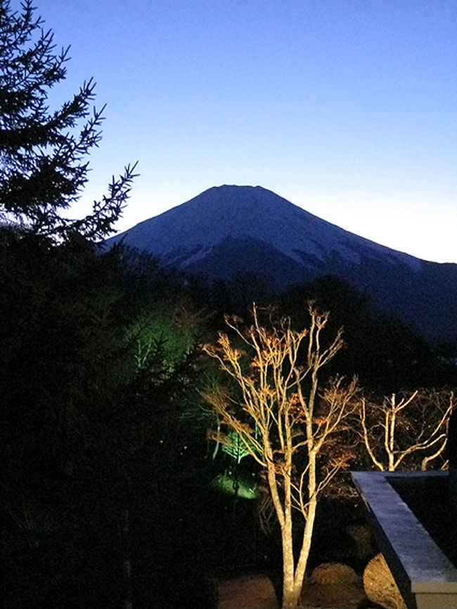 ライトアップされた木と富士のシルエット