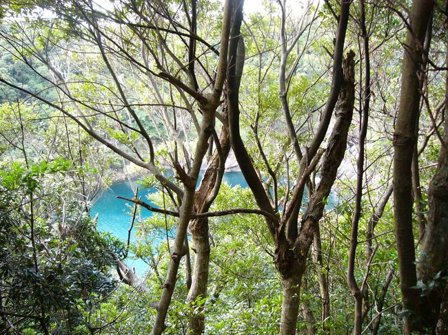 きれいな青色！木の間から見え隠れする美しいこの青色の正体は？