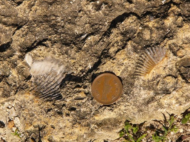 グスクの石材はサンゴ石<br /><br />文字通り珊瑚の化石です。<br />海中でサンゴ礁に取り込まれた貝殻が露出してます。