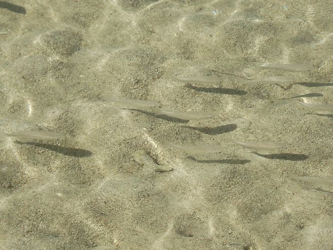 浅瀬にも魚がいます。