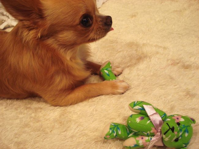 ん？<br /><br />もげとる。