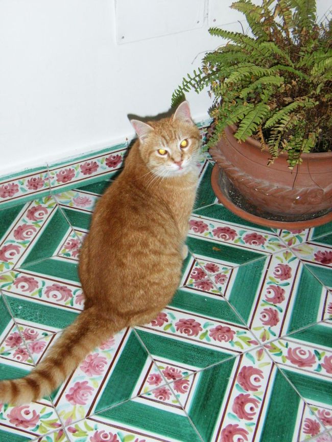 アナ・カプリのホテルのかわいい子