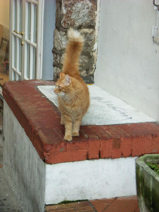 カプリ島の美人