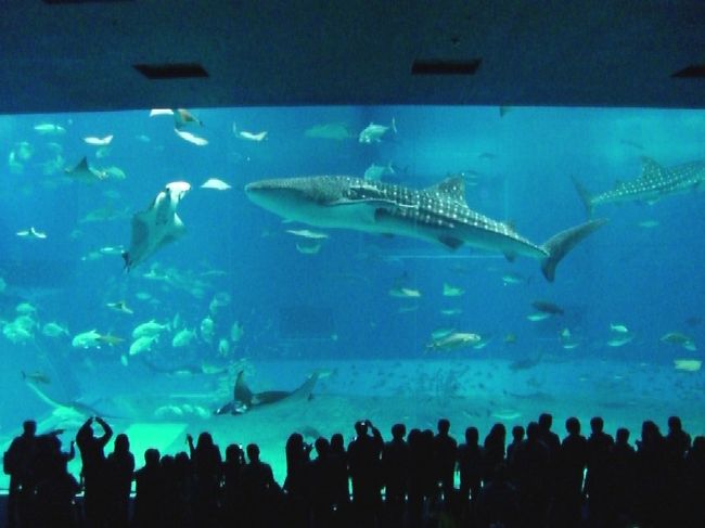 美ら海水族館は今回で２回目。<br />初めての沖縄旅行のときは<br />まだ古いほうの水族館だった。<br /><br />この大水槽、特に半ドーム状になっている<br />アクアルームは何も考えずに<br />ボーッとしていたい場所。<br /><br />水族館を出るとちょうどお昼。<br />レストラン「イノー」でバイキングを食べることにした。<br /><br />運良く窓際の席に案内される。<br />ここからの眺めもとてもいい。<br />イルカのショーも伊江島もよく見える。<br />これで天気がよければ最高なんだけどな。<br /><br />料理も値段の割には種類も多くおいしかった。<br />沖縄料理もたくさんあった。<br />