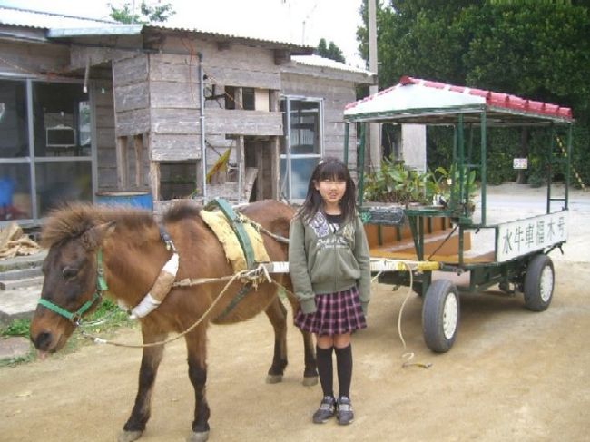 水族館のあとは、まだ行った事のない<br />「備瀬のフクギ並木」へ。<br /><br />でも・・・駐車場がよくわからない。<br />なんだかよく分からない広場が<br />１日５００円？？？？<br />ここはどこでも５００円と言われ、<br />「本当？」と思いながらそこに停める。<br /><br />すぐそばに水牛車があった。<br />水牛じゃなくて馬だけど・・・<br /><br />子供たちはKAT-TUNの番組でこの水牛車を<br />見ていて乗りたいと言う。<br /><br />そこへちょっとお酒臭いおじさんが・・・<br />一人５００円と言われ、<br />「じゅあ２５００円かぁ、高いなぁ」と言っていたら<br />２０００円でいいよと言われて乗ることにする。<br /><br />フク木並木をゆっくり進む。<br />なんだかとてもいい雰囲気。<br />こういう沖縄っぽい風景が好きなんだよなぁ。<br /><br />周りの景色に見とれて、<br />結局フク木並木の写真を一枚も撮れなかった・・・<br />