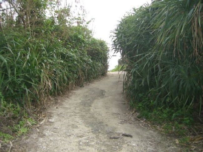水牛車はフク木並木の端まで行くのかと思ったら、<br />途中までだった・・・<br />海のほうまで行けるのかなと思ったのになぁ。<br /><br />駐車場のおばさんに聞くと、<br />このままずっと車で行くと突き当たりに<br />車が停められるし、<br />そこの海からは端の島のところだよと教えてくれた。<br /><br />言われたとおりに行ってみると<br />確かに車が停められるところがあった。<br /><br />この先の道を行くと・・・<br />