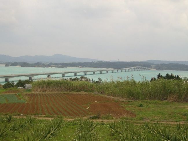 備瀬を出たあと、<br />まだ一度も通ったことのない国道５０５号線を<br />通って帰ることにした。<br />今日は本部半島ぐるりと一周。<br /><br />途中、「嵐山展望台」に行きたかったけど、<br />看板に気づくのが遅くて通り過ぎてしまったので<br />古宇利島に行くことにする。<br /><br />古宇利大橋は２回目。<br />どんより曇り空。<br />晴れていたらもっときれいなんだろうなぁ・・・<br /><br />橋を渡り、古利島を一周回ってみる。<br />パイナップル畑を見つけて子供たちは大喜び。<br />眺めのいいところに車を停めて<br />写真を撮ってみるけど、<br />天気が悪いからあまりきれいに撮れない・・・<br /><br />その後、橋のふもとのビーチでまたまた貝殻集め。<br />