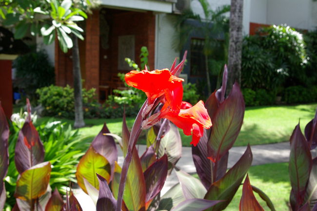 ホテル内は、南国植物でいっぱいです