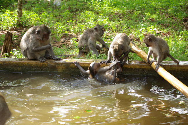 猿がけんかをしていました