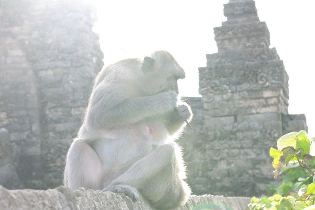 ここの猿は、行儀が悪く、めがねやなどヒカリものを奪うので要注意。<br />髪留めをとられた人がいるみたい・・・