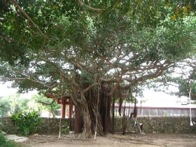 ここはいろんな物が作れる。<br />何にしようかとグルグル回っていると、<br />大きなガジュマルの木を発見。<br />ブランコがあったり、<br />木の上に小屋があったり・・・<br />子供たちは喜んでしばらくここで遊んでいた。<br />高校生の長男も。<br /><br />ここは学童保育などをしているようで、<br />こんなところで過ごせる子供たちは<br />いいなぁ〜と、本気でうらやましかった。<br />