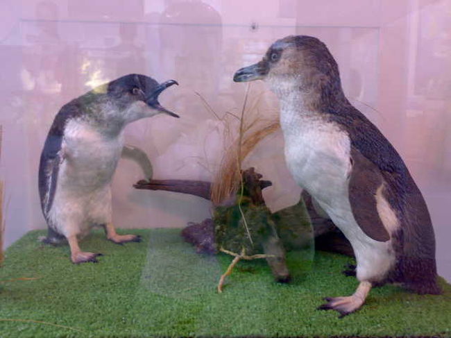 Oamalでブルー ペンギンを見る オマル ニュージーランド の旅行記 ブログ By あきみさん フォートラベル Oamalでブルー ペンギンを見る オマル ニュージーランド の旅行記 ブログ By あきみさん フォートラベル