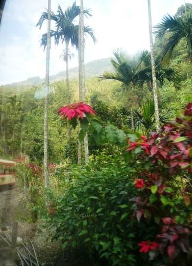 車窓からは色々な植生が楽しめます。<br />途中、植物の葉が車体をガサガサ擦りながら走ります。