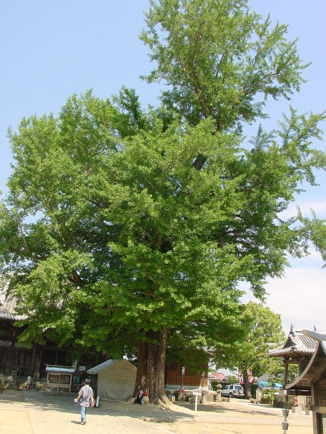 第５番札所　地蔵寺（じぞうじ）　大銀杏（たらちね銀杏）<br />樹齢８００年。境内にある大木が印象的