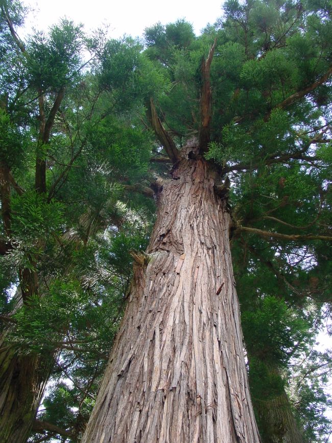 焼山寺　推定樹齢３００年の杉。<br />境内に杉の巨木が何本もある。焼山寺のシンボル。奥深い山中にある焼山寺は、四国８８ヶ所の中でも特に印象に残った寺のひとつ。
