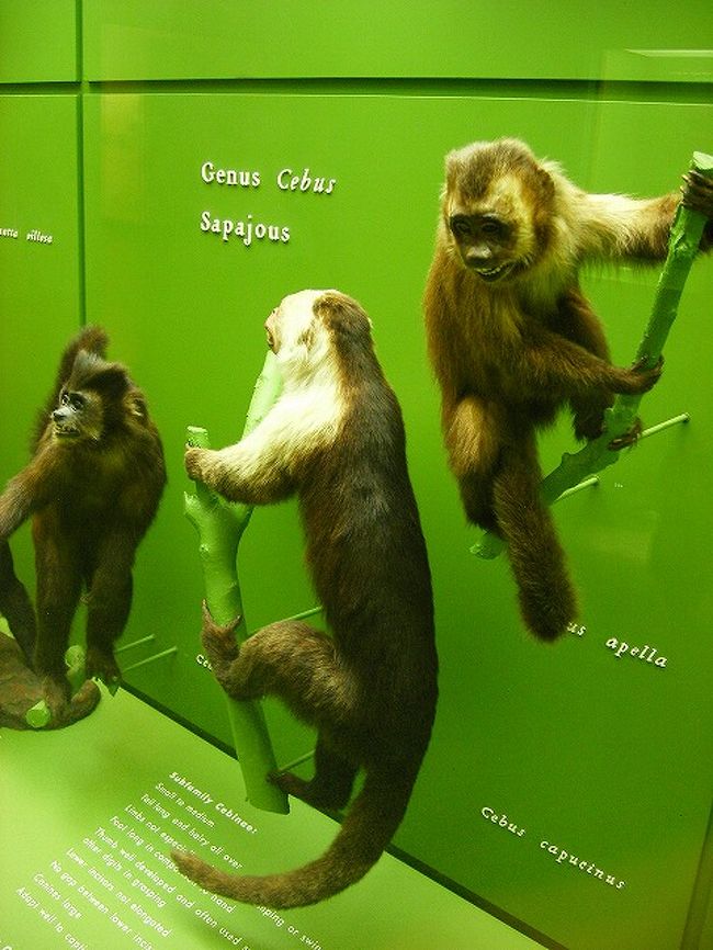 映画 ナイトミュージアム の舞台american Museum Of Natural Historyとフリック コレクションでフェルメール鑑賞 ニューヨーク アメリカ の旅行記 ブログ By ニーコさん フォートラベル