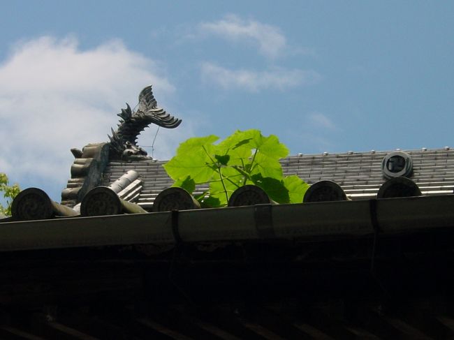 常楽寺（じょうらくじ）　本堂の屋根に・・・<br />