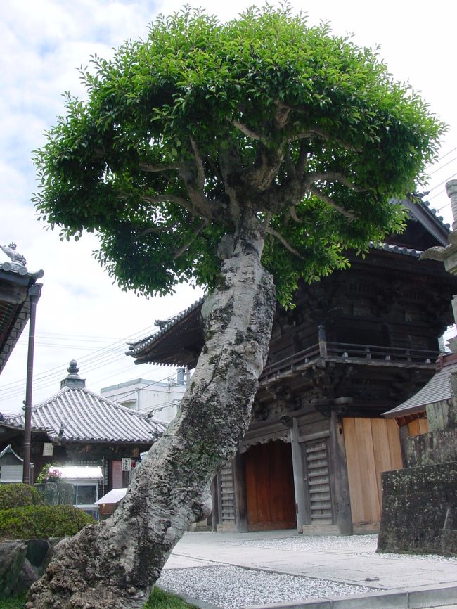 観音寺の変な木