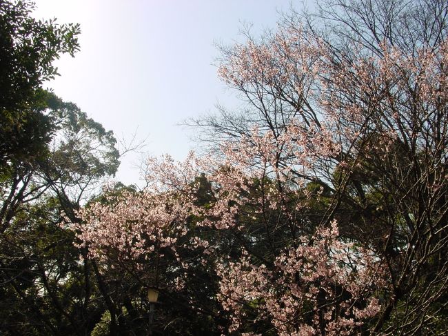 第１８番札所　恩山寺（おんざんじ）　桜<br />１８番からは桜の季節に参った。寺名は大師が母君（玉依御前）に孝行を尽くしたことに由来するという。<br />