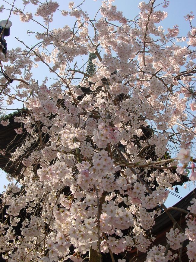 立江寺　境内にあるしだれ桜が満開だった。