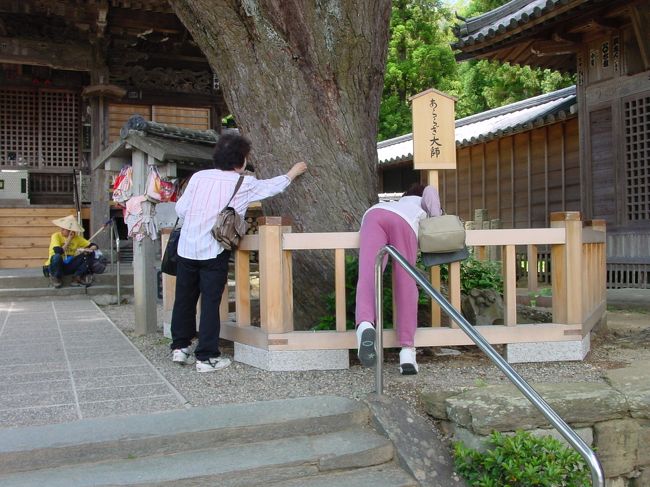 常楽寺　あららぎの霊木　本堂の手前にあるあららぎの霊木は、あらゆる病気を治してくれるという。<br />アレレ・・・木の皮を剥いでいいのかな？バチがあたらなければいいけど・・・<br /><br />不偸盗（ふちゅうとう）　盗むなかれ