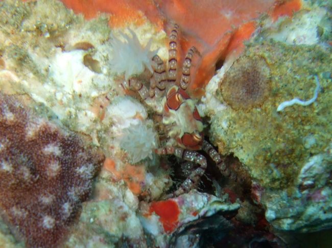 朝はのんびり。<br /><br />1本目：島廻り<br /><br />この日はショップ貸しきり♪<br />船の出航時間も、リクエストもし放題！！<br /><br />今日の狙いは、ここ最近ずっと憧れていたキンチャクガニ。<br />それだけ！！！！<br /><br />みんなで探しましょう、と言っていたのに、<br />捜索開始5分で発見の知らせヽ（＾O＾）ノ 