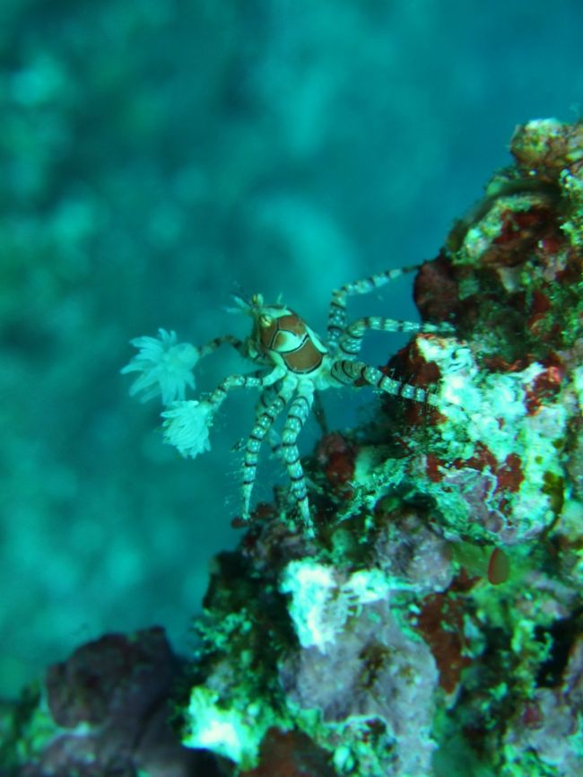 うねりもあって、<br />写真は散々(T-T )( T-T)<br /><br />でもじっくりと見ることができて、<br />本当に幸せでした。