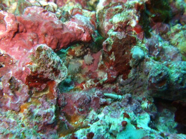 感動のキンチャク様とのご対面、<br />同行者2人は既にご対面経験があり、<br />私に譲ってくれました。<br /><br />30分近くかじりついていたそうで・・・。<br />この1本は私はほんとにキンチャクのみでした。