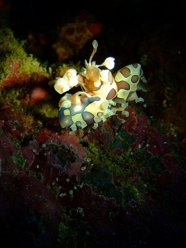 同行者のアドバイスで、<br />フラッシュなし、ライトのみで撮影。<br /><br />