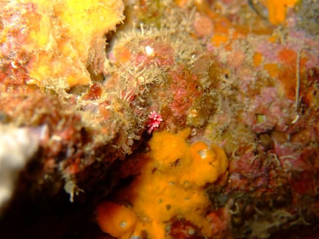 発見！！5ミリのヒロウミウシ！！！！<br /><br />穴の奥にちょこんと居るところを発見。<br />自分で見つけられると嬉しいですね♪<br /><br />でもピントはダメダメ・・・。