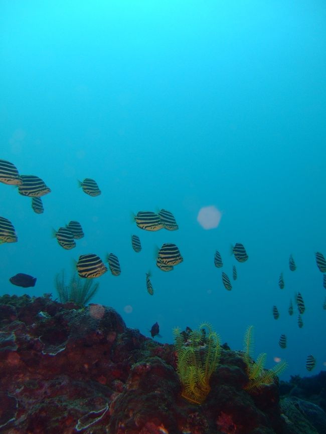 カゴカキダイ<br /><br />この日の海は穏やかで、<br />透明度も良かったです♪