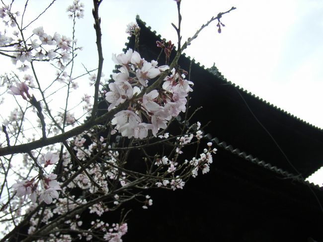 南禅寺の桜